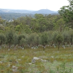 Allocasuarina verticillata at Isaacs Ridge - 27 Jan 2019