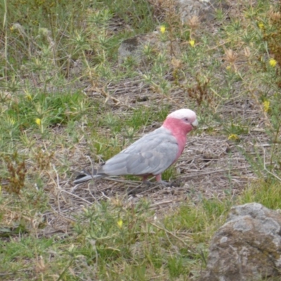 Eolophus roseicapilla (Galah) at Isaacs Ridge - 26 Jan 2019 by Mike