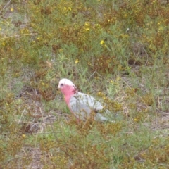 Eolophus roseicapilla at Isaacs Ridge - 27 Jan 2019