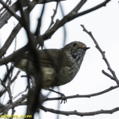 Acanthiza pusilla (Brown Thornbill) at Deakin, ACT - 26 Jan 2019 by BIrdsinCanberra