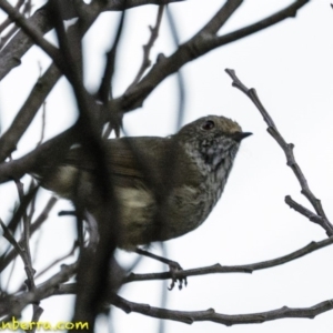 Acanthiza pusilla at Deakin, ACT - 26 Jan 2019 07:39 AM