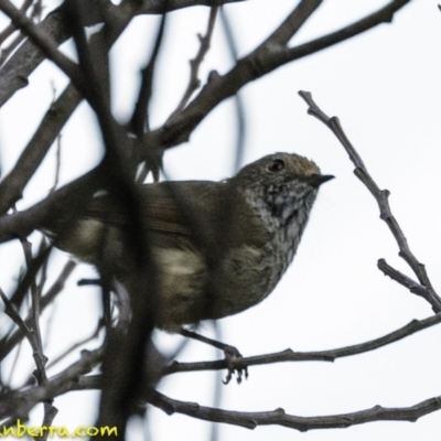 Acanthiza pusilla (Brown Thornbill) at Deakin, ACT - 26 Jan 2019 by JonSteinbeck