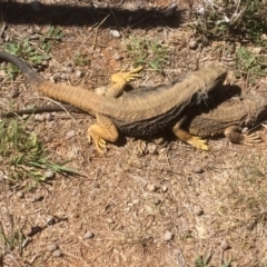 Pogona barbata (Eastern Bearded Dragon) at Symonston, ACT - 11 Nov 2018 by CallumBraeRuralProperty