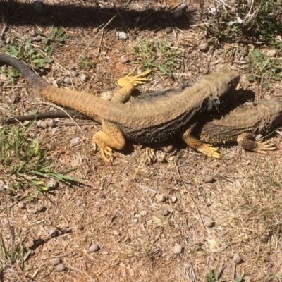 Pogona barbata (Eastern Bearded Dragon) at Symonston, ACT - 11 Nov 2018 by CallumBraeRuralProperty