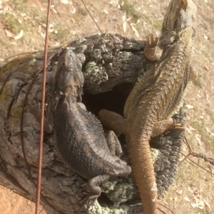 Pogona barbata at Symonston, ACT - suppressed