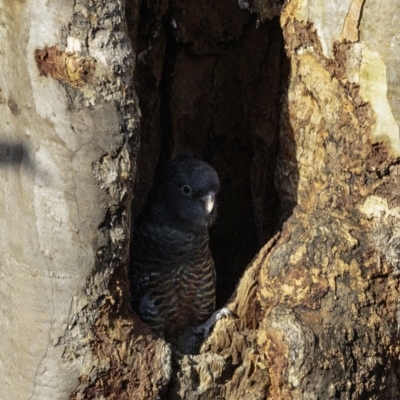 Callocephalon fimbriatum (Gang-gang Cockatoo) at GG40 - 25 Jan 2019 by BIrdsinCanberra