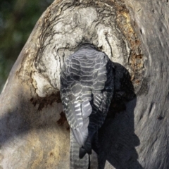 Callocephalon fimbriatum (Gang-gang Cockatoo) at Deakin, ACT - 26 Jan 2019 by JonSteinbeck