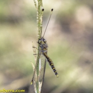 Suhpalacsa flavipes at Deakin, ACT - 26 Jan 2019 08:20 AM