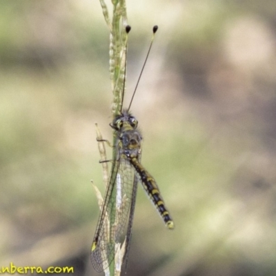 Suhpalacsa flavipes (Yellow Owlfly) at Red Hill Nature Reserve - 25 Jan 2019 by BIrdsinCanberra