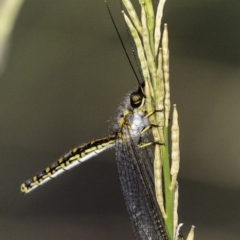 Suhpalacsa flavipes at Deakin, ACT - 26 Jan 2019 08:20 AM