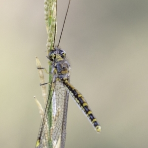 Suhpalacsa flavipes at Deakin, ACT - 26 Jan 2019 08:20 AM