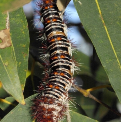 Chelepteryx collesi (White-stemmed Gum Moth) at ANBG - 21 Jan 2019 by Tim L