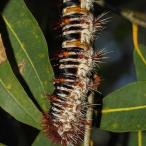 Chelepteryx collesi at Acton, ACT - 21 Jan 2019 11:50 AM