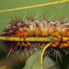 Chelepteryx collesi at Acton, ACT - 21 Jan 2019