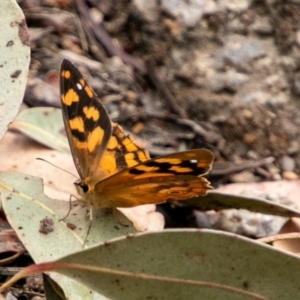 Heteronympha solandri at Tennent, ACT - 27 Jan 2019