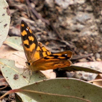 Heteronympha solandri (Solander's Brown) at Tennent, ACT - 27 Jan 2019 by SWishart