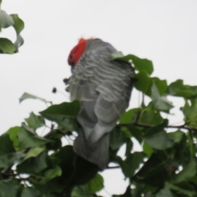 Callocephalon fimbriatum (Gang-gang Cockatoo) at Curtin, ACT - 27 Jan 2019 by BenW