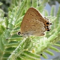 Jalmenus icilius (Amethyst Hairstreak) at Amaroo, ACT - 27 Jan 2019 by JohnBundock