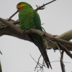 Polytelis swainsonii at Curtin, ACT - suppressed