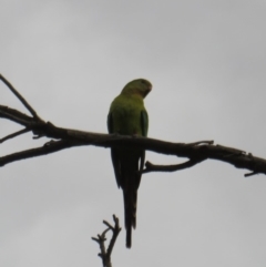 Polytelis swainsonii at Curtin, ACT - suppressed