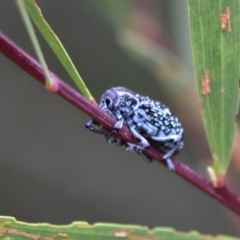 Chrysolopus spectabilis (Botany Bay Weevil) at Tura Beach, NSW - 24 Jan 2019 by TLH