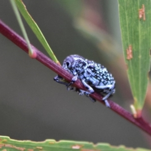 Chrysolopus spectabilis at Tura Beach, NSW - 24 Jan 2019