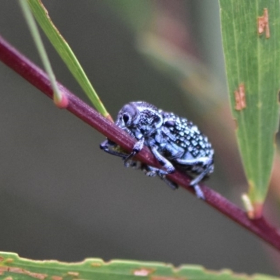 Chrysolopus spectabilis (Botany Bay Weevil) at Tura Beach, NSW - 24 Jan 2019 by TLH