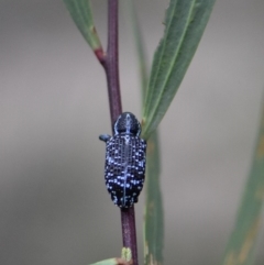 Chrysolopus spectabilis at Tura Beach, NSW - 24 Jan 2019 04:47 PM