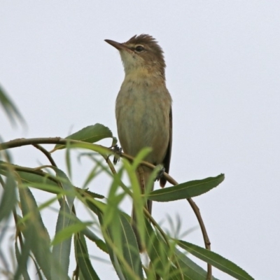 Acrocephalus australis (Australian Reed-Warbler) at Fyshwick, ACT - 26 Jan 2019 by RodDeb