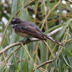 Rhipidura albiscapa (Grey Fantail) at Fyshwick, ACT - 27 Jan 2019 by RodDeb