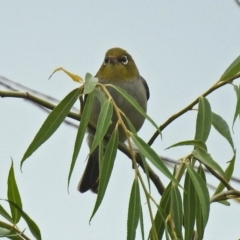 Zosterops lateralis (Silvereye) at Fyshwick, ACT - 27 Jan 2019 by RodDeb