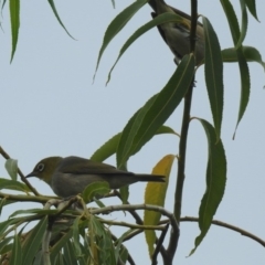 Zosterops lateralis at Fyshwick, ACT - 27 Jan 2019 09:48 AM