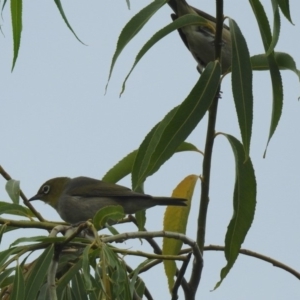 Zosterops lateralis at Fyshwick, ACT - 27 Jan 2019 09:48 AM