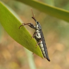 Rhinotia sp. (genus) (Unidentified Rhinotia weevil) at Fyshwick, ACT - 27 Jan 2019 by RodDeb