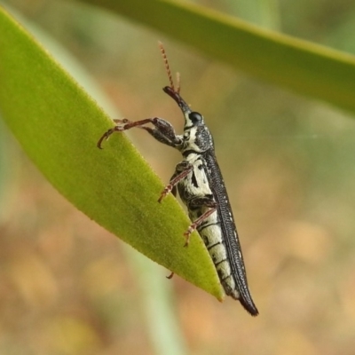 Rhinotia sp. (genus) (Unidentified Rhinotia weevil) at Fyshwick, ACT - 27 Jan 2019 by RodDeb