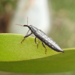 Rhinotia sp. (genus) at Fyshwick, ACT - 27 Jan 2019 09:40 AM