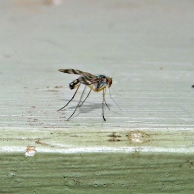 Heteropsilopus sp. (genus) (A long legged fly) at Jerrabomberra Wetlands - 26 Jan 2019 by RodDeb