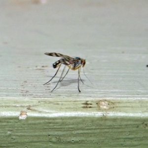 Heteropsilopus sp. (genus) at Fyshwick, ACT - 27 Jan 2019