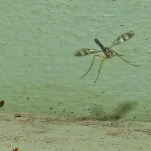 Heteropsilopus sp. (genus) at Fyshwick, ACT - 27 Jan 2019