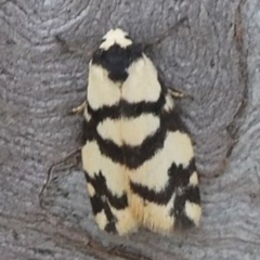 Thallarcha trissomochla (Yellow Crossed Footman) at Theodore, ACT - 10 Nov 2018 by Owen