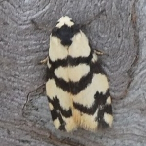 Thallarcha trissomochla at Theodore, ACT - 10 Nov 2018 01:47 PM