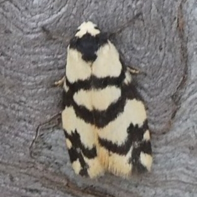 Thallarcha trissomochla (Yellow Crossed Footman) at Theodore, ACT - 10 Nov 2018 by owenh