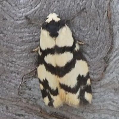 Thallarcha trissomochla (Yellow Crossed Footman) at Theodore, ACT - 10 Nov 2018 by owenh