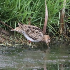 Gallinago hardwickii (Latham's Snipe) at Fyshwick, ACT - 27 Jan 2019 by RodDeb