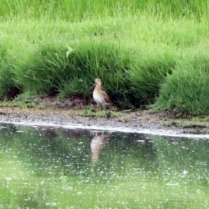 Gallinago hardwickii at Fyshwick, ACT - 27 Jan 2019 10:38 AM