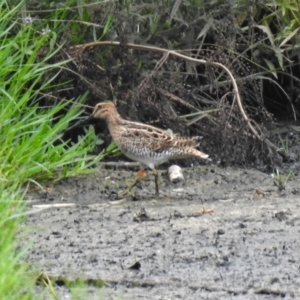 Gallinago hardwickii at Fyshwick, ACT - 27 Jan 2019 10:38 AM