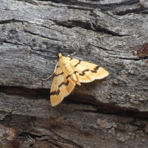 Dichocrocis clytusalis at Theodore, ACT - 10 Nov 2018 01:34 PM