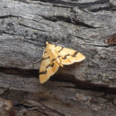 Dichocrocis clytusalis (Kurrajong Leaf-tier, Kurrajong Bag Moth) at Tuggeranong Hill - 10 Nov 2018 by Owen