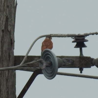 Falco cenchroides (Nankeen Kestrel) at Fyshwick, ACT - 26 Jan 2019 by RodDeb