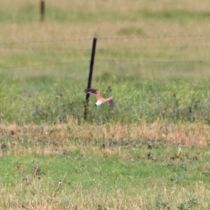 Falco cenchroides at Fyshwick, ACT - 27 Jan 2019 10:08 AM